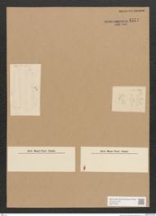 Diatomeae indet. Zeichnungen Sammlung Grunow Nr. 4571 (NHMW-BOT-W0372530)